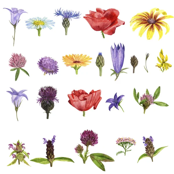Conjunto de flores de acuarela —  Fotos de Stock