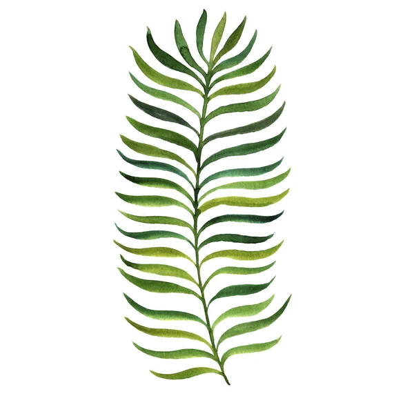 Akvarell fern leaf — Stockfoto