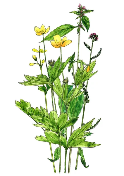 水彩绘画花卉和植物 — 图库照片