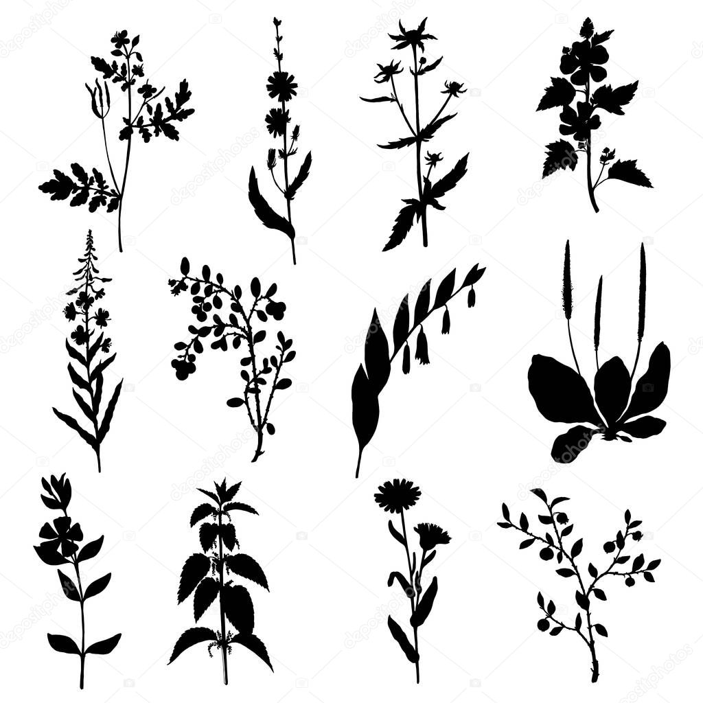 silhouettes of wild plants