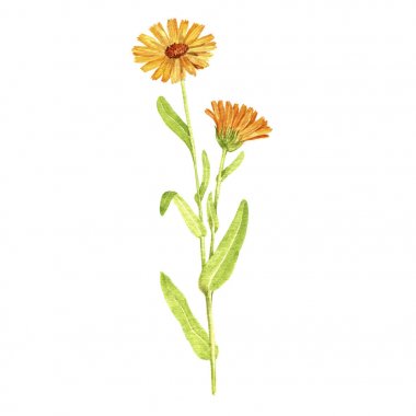 Calendula bitki çizim suluboya