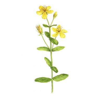 Hypericum bitki çizim suluboya