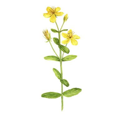 Watercolor drawing plant of Hypericum clipart