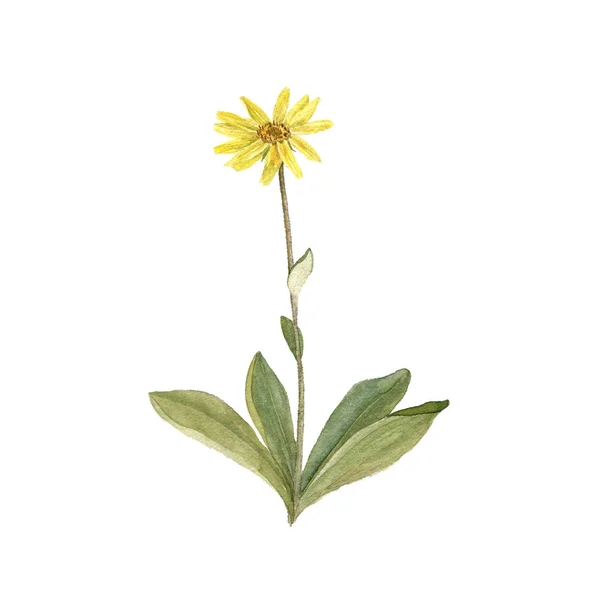 Watercolor drawing plant of Arnica — Stock Photo, Image