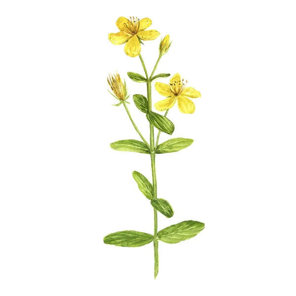Akwarela, rysunek roślin Hypericum — Zdjęcie stockowe