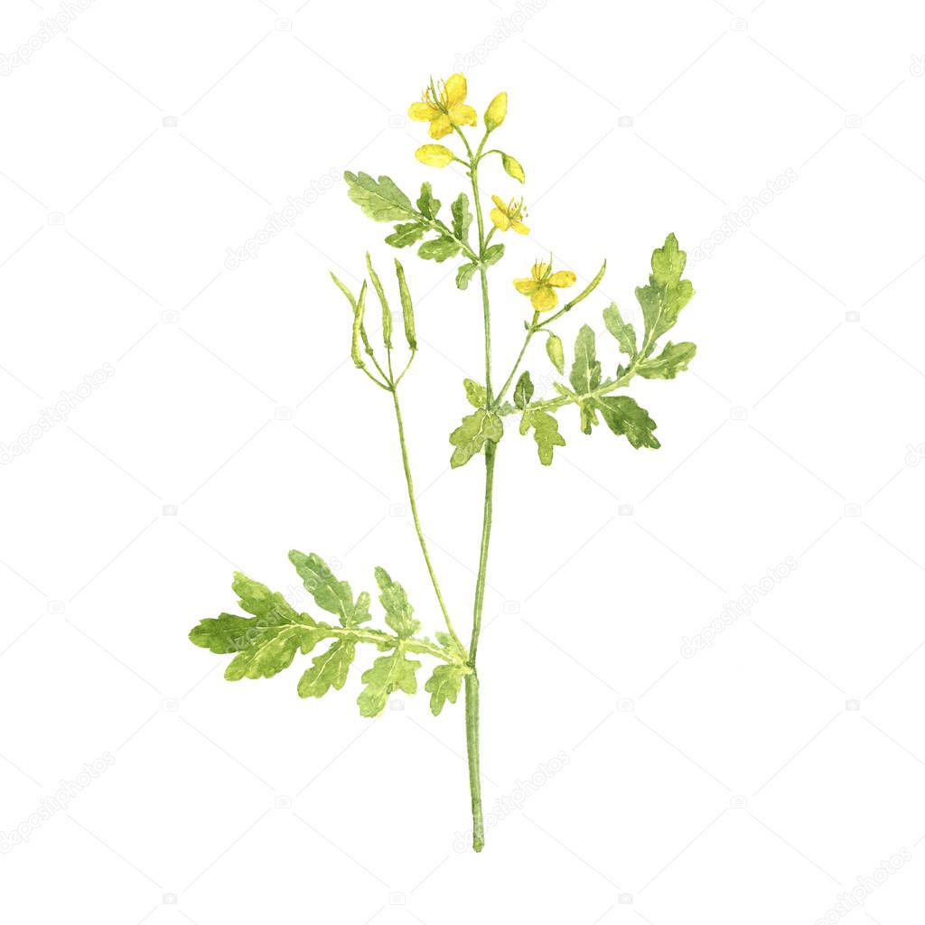 watercolor drawing plant of celandine