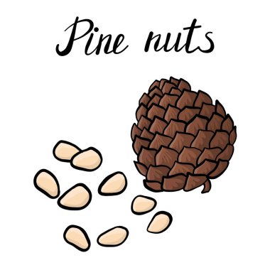 çam fıstığı çizim vektör