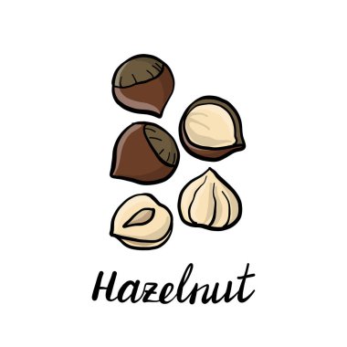 vektör çizim fındık