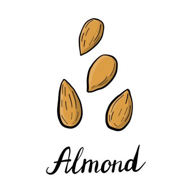 vektör çizim badem