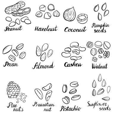 fındık çizim vektör set