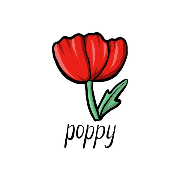 Vector flower of poppy — Stock Vector