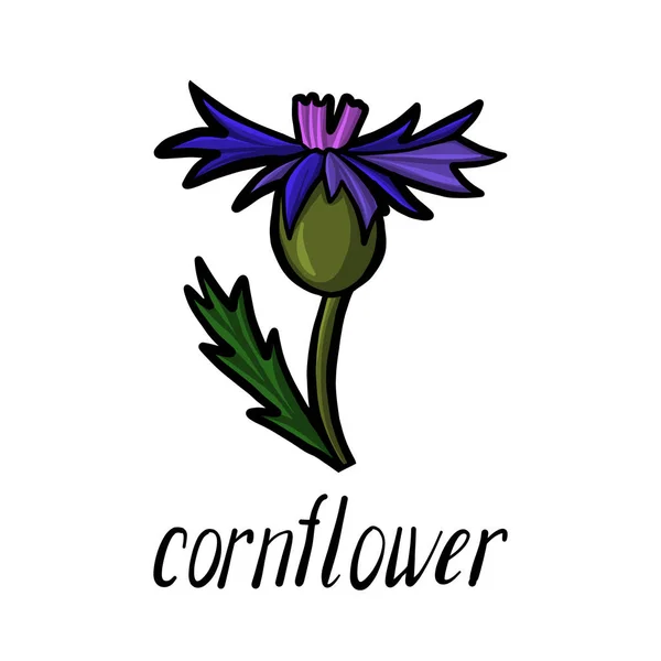 Vector flower of cornflower — Stock Vector