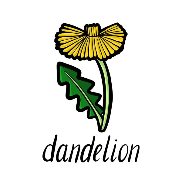 vector flower of dandelion