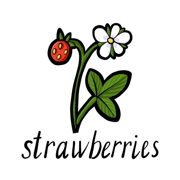 Vektorpflanze der Erdbeere — Stockvektor