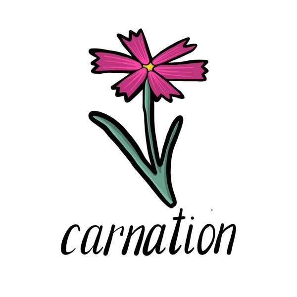 Vector flower of carnation — Stock Vector