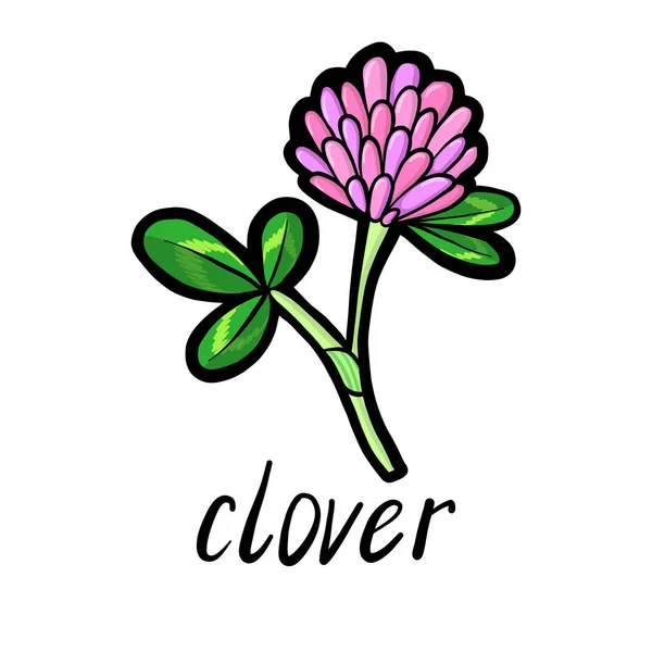 Διάνυσμα λουλούδι του τριφυλλιού — Διανυσματικό Αρχείο
