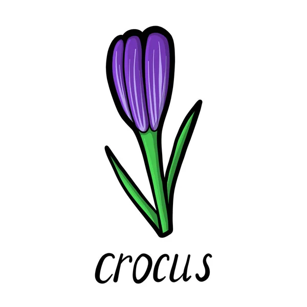 Vector flower of crocus — Stock Vector