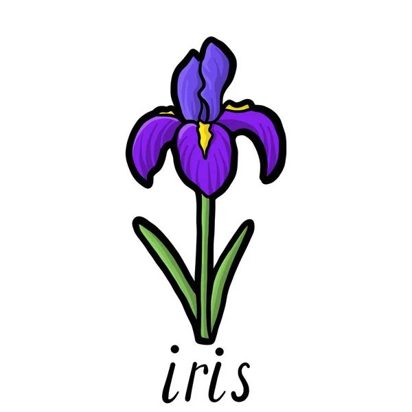 Vector flower of iris — Stock Vector
