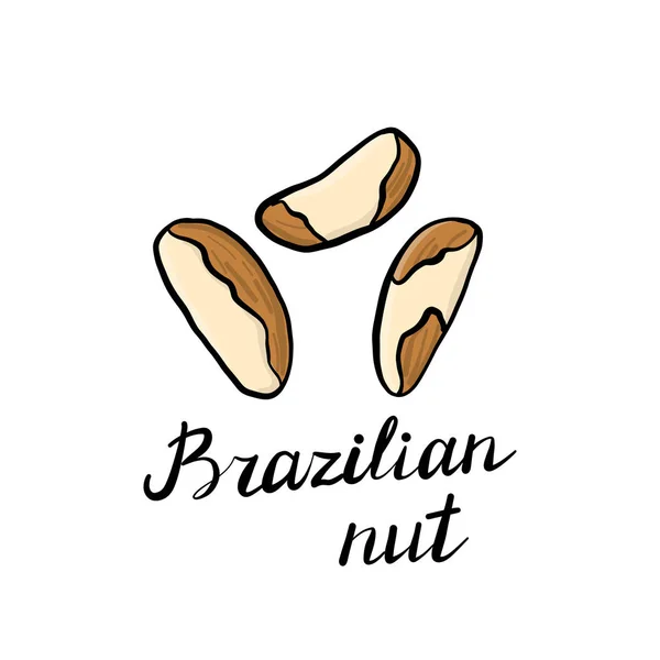 Векторное рисование бразильских орехов — стоковый вектор