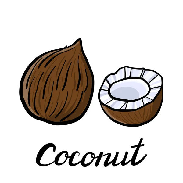 Vector dibujo coco — Vector de stock