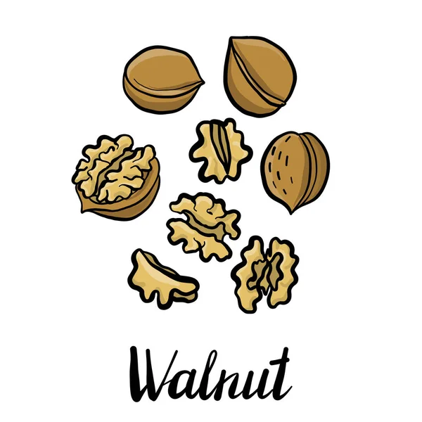 Vektorové kreslení vlašské ořechy — Stockový vektor