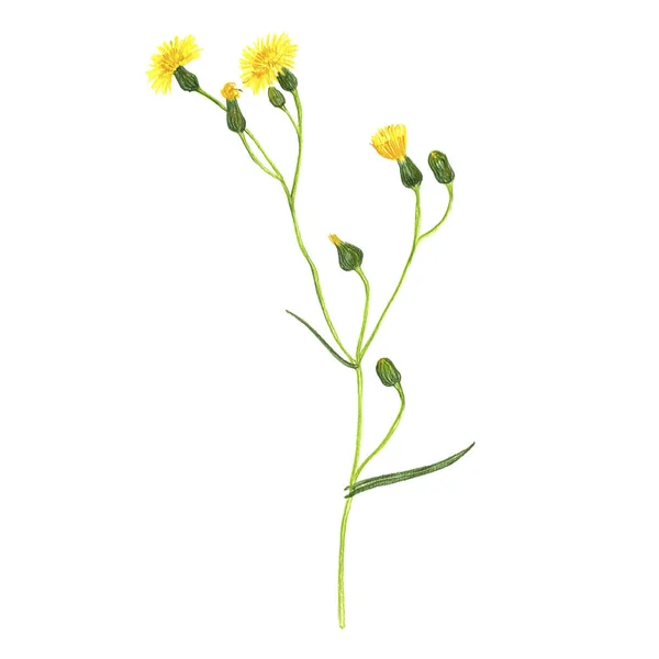 Champ fleur de chardon-Marie, dessin au crayon de couleur — Photo