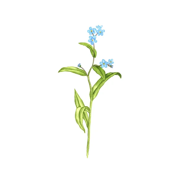 True forget-me-not flower, drawing by colored pencils — Stock Photo, Image