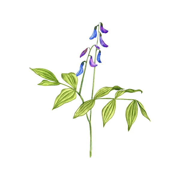 Jarní květina vetchling, kresba barevnými tužkami — Stock fotografie