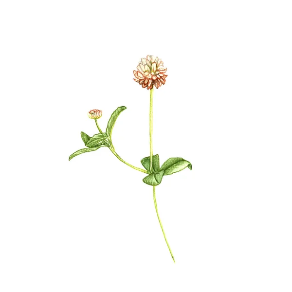 Alsike clover flower, drawing by colored pencils — Stock Photo, Image