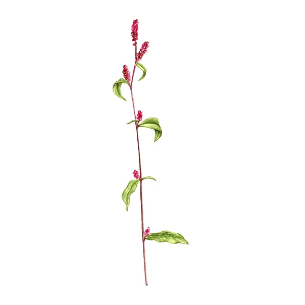 Ladys flor del pulgar, dibujo por lápices de colores —  Fotos de Stock