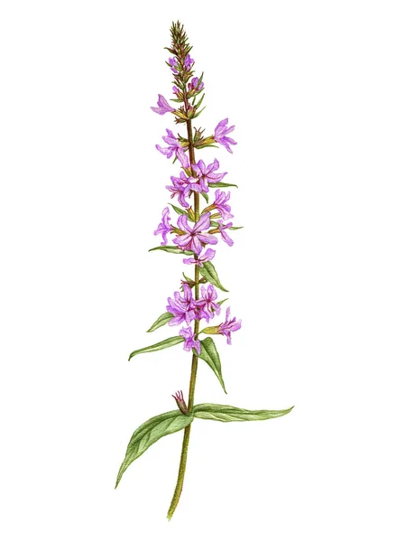 Фиолетовый пушистый цветок, рисунок цветными карандашами — стоковое фото