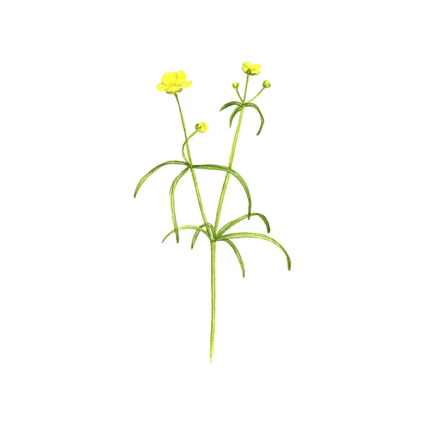 Flor del buttercup del prado, dibujo por los lápices de colores —  Fotos de Stock