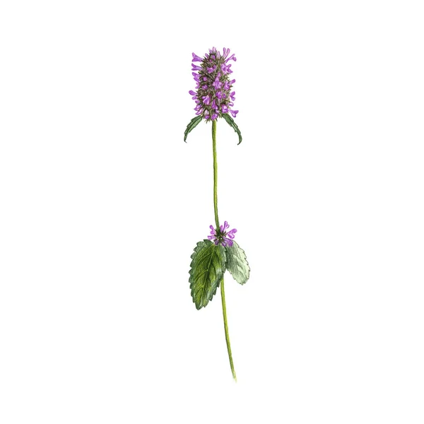Hedgenettle kwiat, rysunek przez kolorowe ołówki — Zdjęcie stockowe
