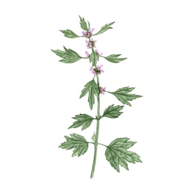 motherwort flower, drawing by colored pencils clipart