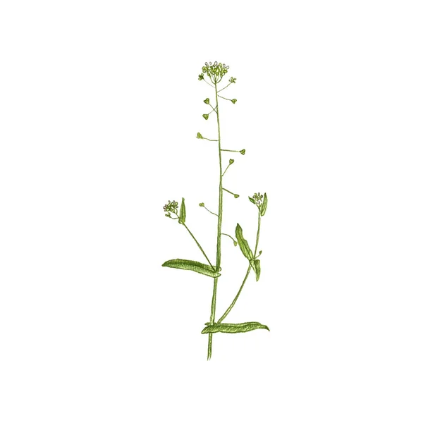 Capsella bursa-pastoris 꽃, 채색 연필로 그리는 — 스톡 사진