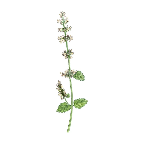 Citronmeliss blomma, ritning av färgade pennor — Stockfoto