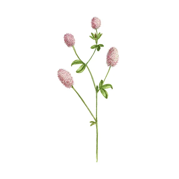 Lièvres-pied fleur de trèfle, dessin par crayons de couleur — Photo