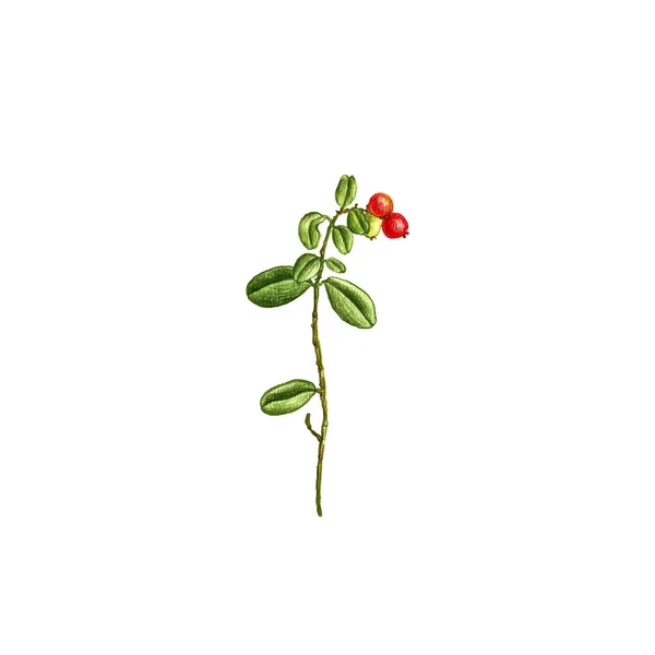 Lingonberry φυτό, σχέδιο με χρωματιστά μολύβια — Φωτογραφία Αρχείου