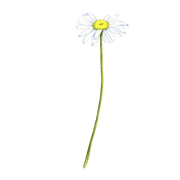 Wołu oko stokrotka kwiat, rysunek przez kolorowe ołówki — Zdjęcie stockowe