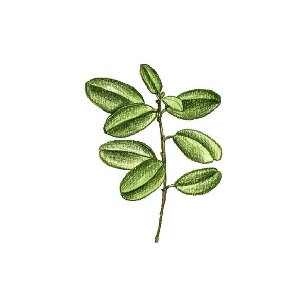 Lingonberry planta, desenho por lápis de cor — Fotografia de Stock