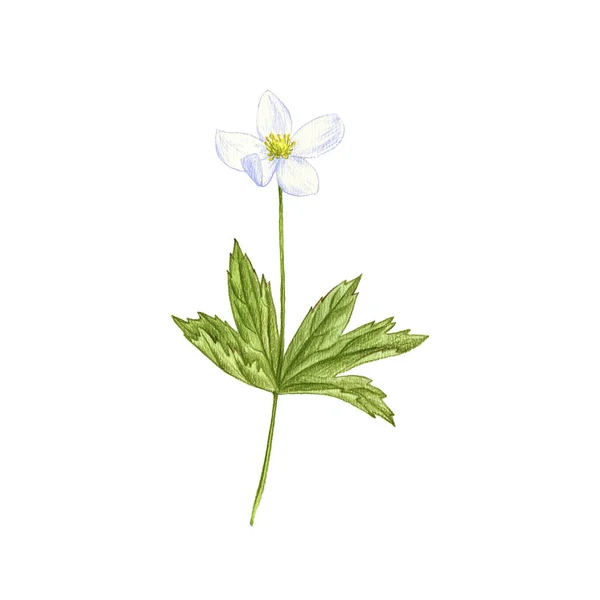 Windflower flower, drawing by colored pencils — Stock Photo, Image