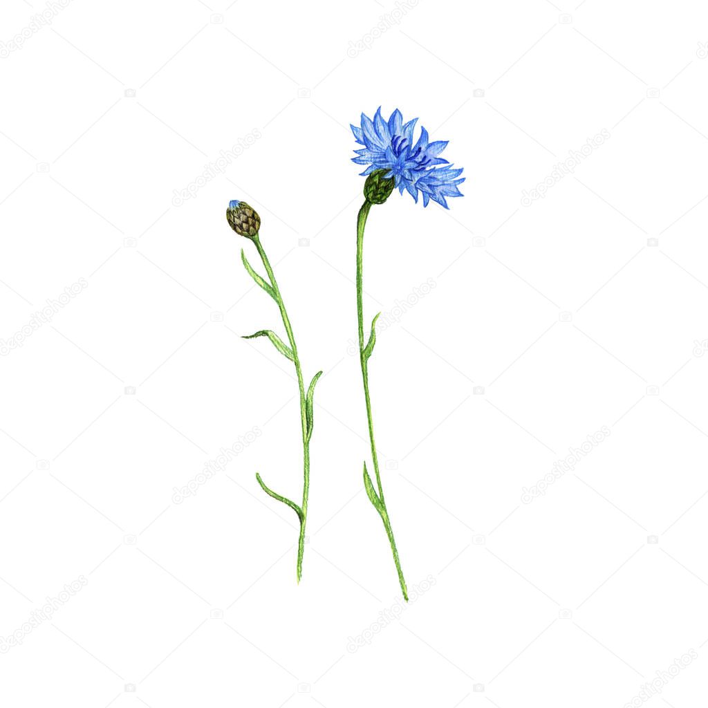 blue cornflower flower, drawing by colored pencils