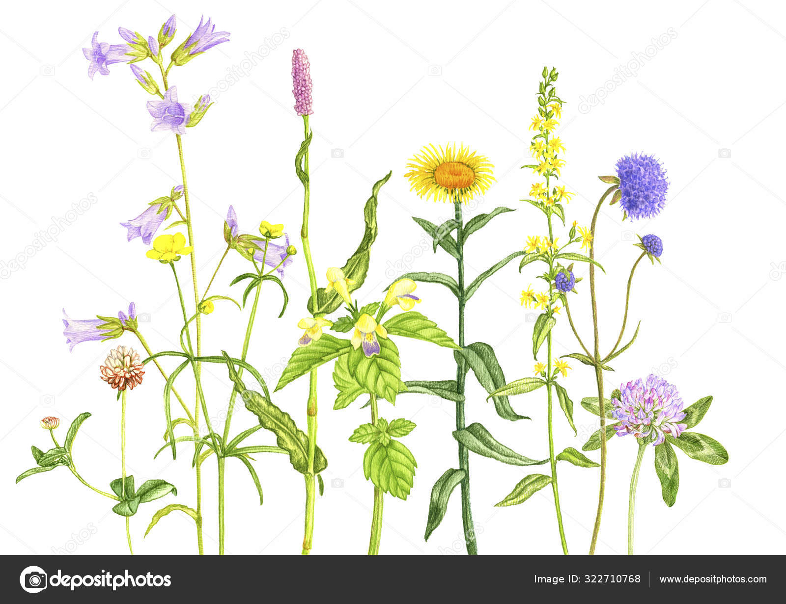 TITLE图库插图© 作者cat_arch_angel #322710768, image size:1600x1231