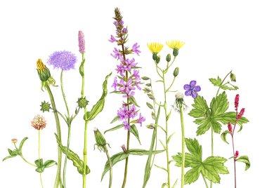 yabani bitkiler ve çiçekler, renkli kalemlerle çizilmiş.