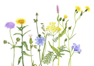 yabani bitkiler ve çiçekler, renkli kalemlerle çizilmiş.