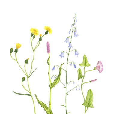 yabani bitkiler ve çiçekler, renkli kalemlerle çizilmiş.