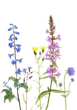 yabani bitkiler ve çiçekler, renkli kalemlerle çizilmiş.