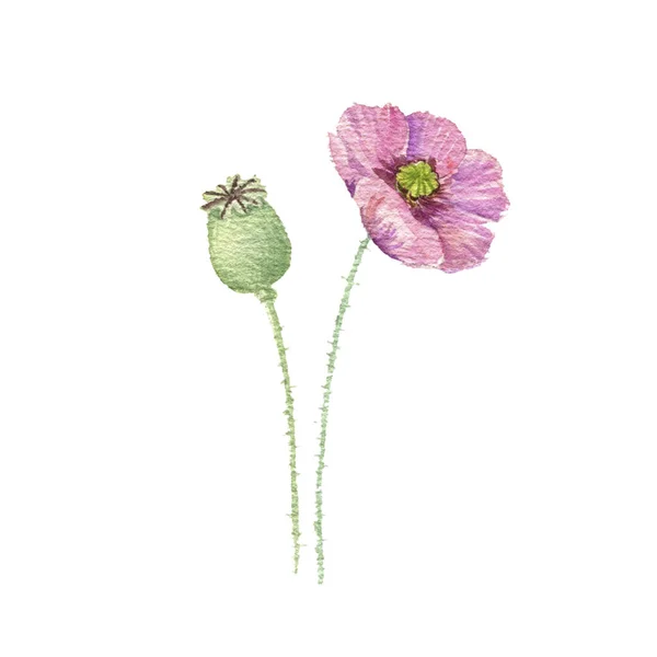 Watercolor drawing poppy plant — ストック写真