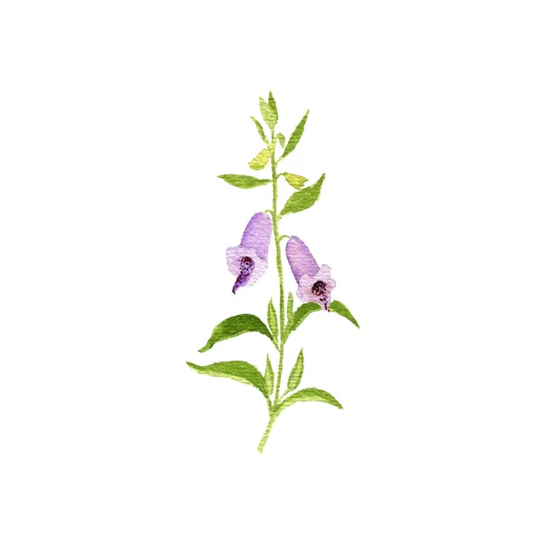 Acuarela dibujo planta de sésamo —  Fotos de Stock