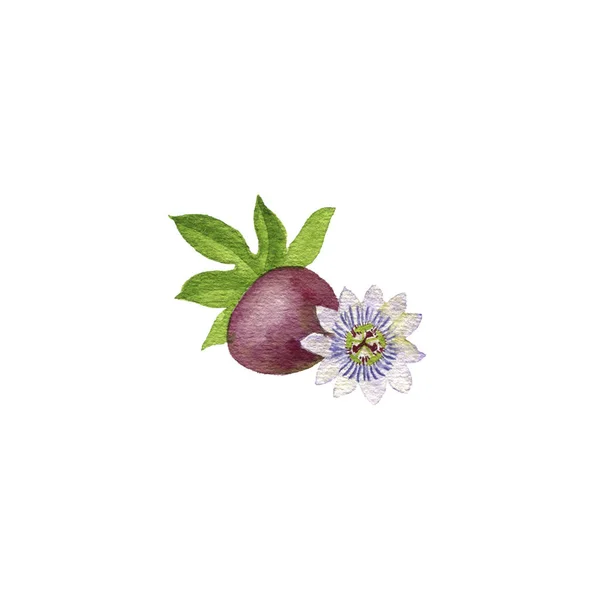 Ακουαρέλα σχέδιο πάθος φρούτα και λουλούδια — Φωτογραφία Αρχείου